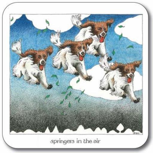 Springers in the Air - Coaster