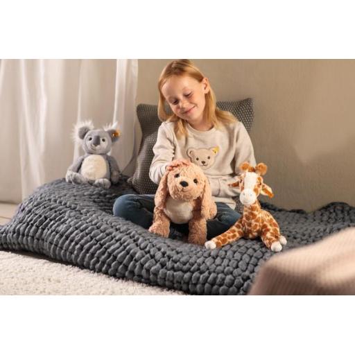 Goldendoodle - Berno - 36